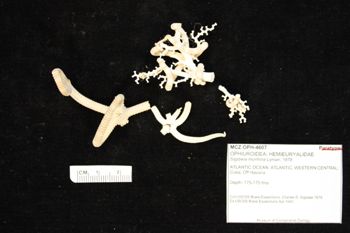 Media type: image;   Invertebrate Zoology OPH-4607